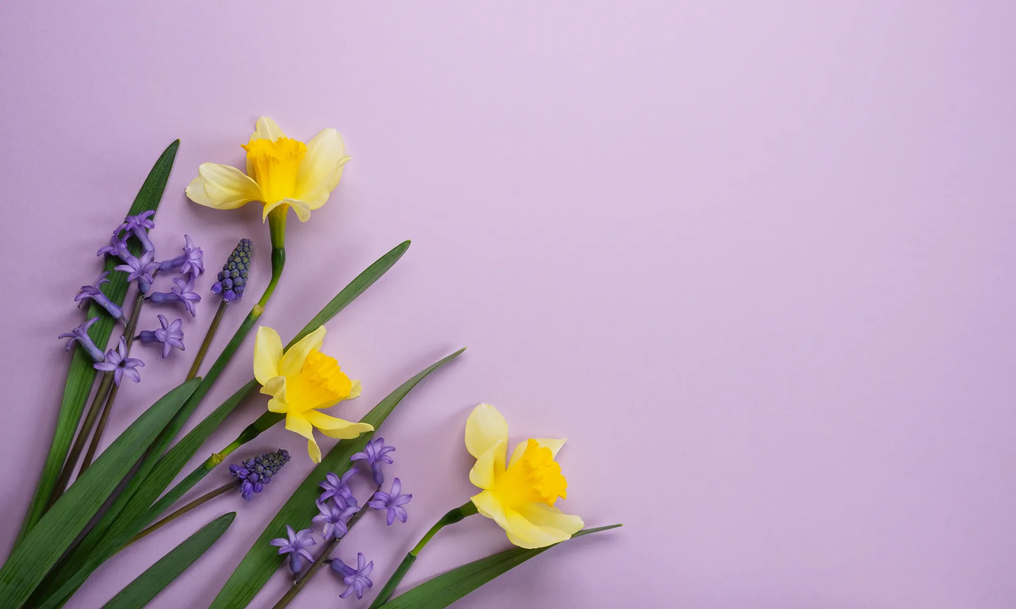 Fleurs jaunes et violettes sur fond lavande, symbolisant la Journée internationale des droits des femmes et le leadership féminin.